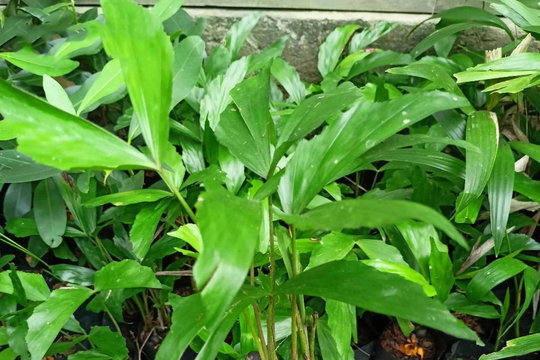 Bí quyết trồng cây đủng đỉnh