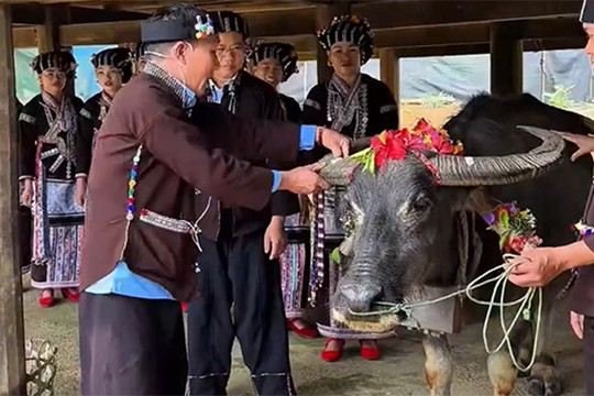 [Short video] Lễ cúng hồn trâu của người Lự