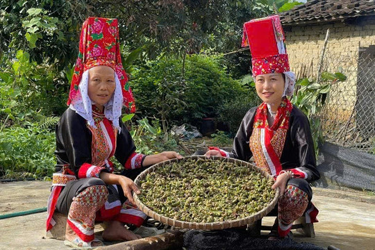 Nơi những nếp nhà người Dao: Tranh thủ cơ hội, chủ động vươn lên từ thôn bản