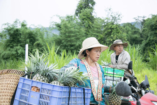 Ngọt thơm dứa mật Phình Giàng