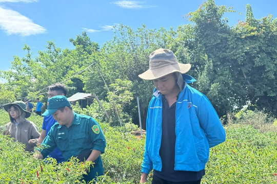 Đưa ớt sạch xuất ngoại, thanh niên dân tộc Thái thu tiền tỷ