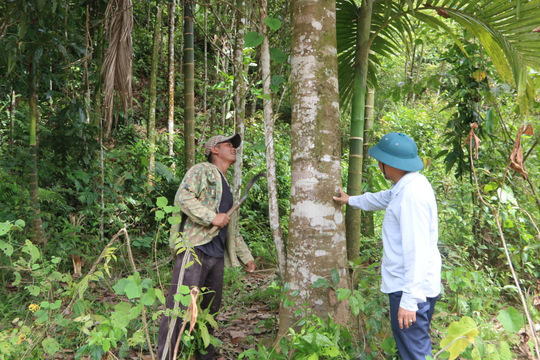 Mùa no ấm đang về trên bản làng Ca Dong