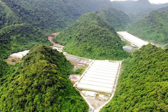 Năm người tử vong sau sự cố tại trang trại chăn nuôi lợn ở Thanh Hóa