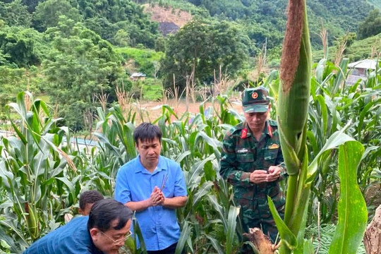 Phát hiện 6 ngôi mộ, tìm kiếm thân nhân liệt sĩ từ tấm bia sót lại ở Lai Châu