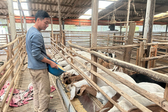 Nuôi dê, nhiều hộ vùng cao Lạng Sơn thu 200 triệu đồng mỗi năm