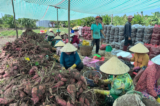 Giá khoai lang giảm sâu, nông dân khóc ròng vì "lỗ kép"