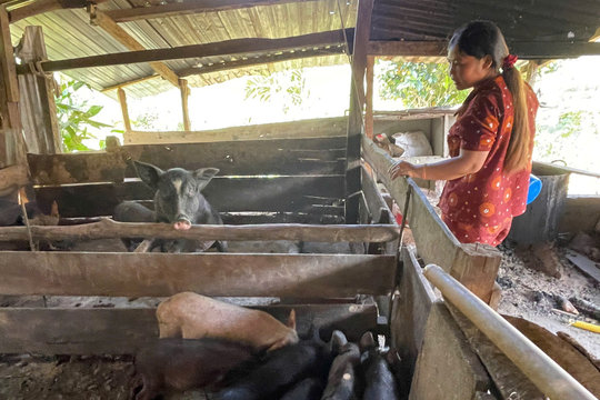 Hỗ trợ sinh kế phù hợp giúp đồng bào Gié Triêng thoát nghèo