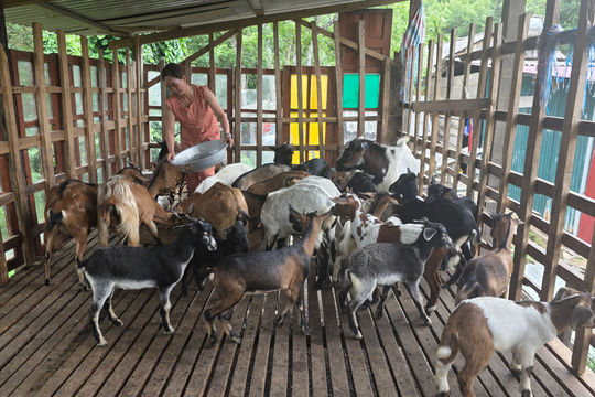 Vợ chồng người Chứt thu nhập hơn 200 triệu đồng mỗi năm từ nuôi dê lai