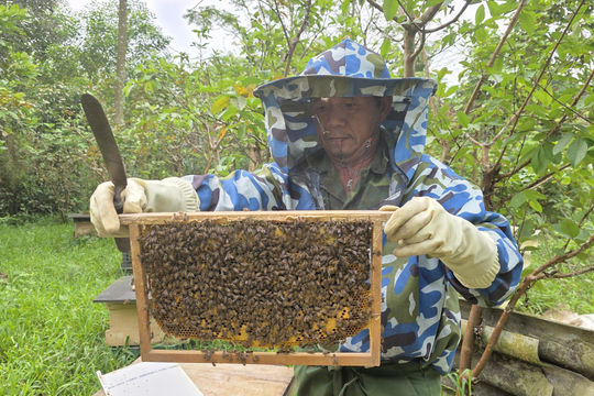 Giá mật ong giảm hơn một nửa sau 10 năm, người dân vùng cao Quảng Trị lao đao