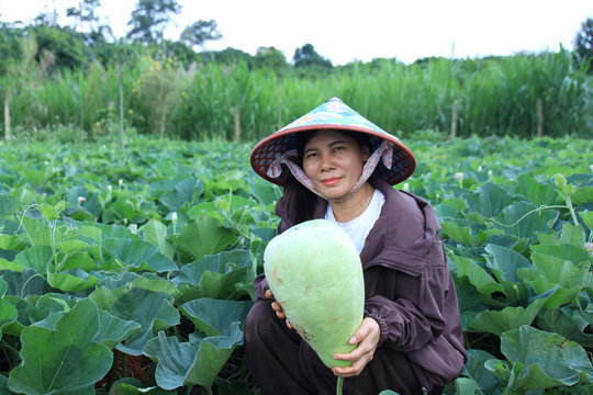 Trồng bầu khổng lồ xuất khẩu hạt, người dân Đắk Lắk thu về trăm triệu