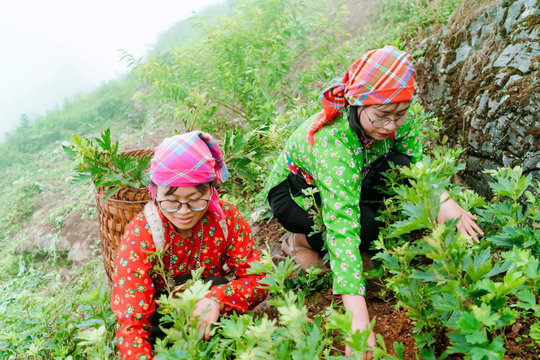 Giữ đất, giữ rừng, bảo đảm sinh kế cho đồng bào