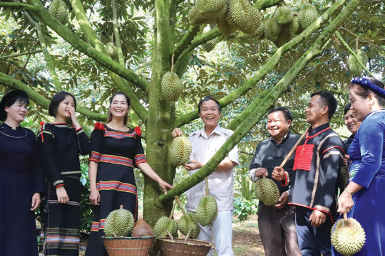 Buôn làng Tây Nguyên làm giàu từ sầu riêng