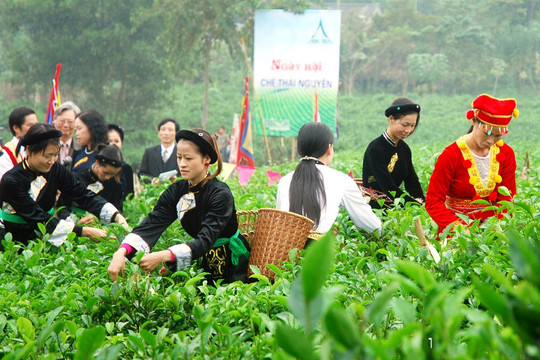 Thái Nguyên tăng tốc chuẩn bị Festival Trà Quốc tế 2026