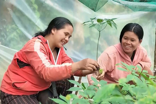[Video] Tạo sinh kế bền vững cho đồng bào Xơ Đăng ở Măng Ri