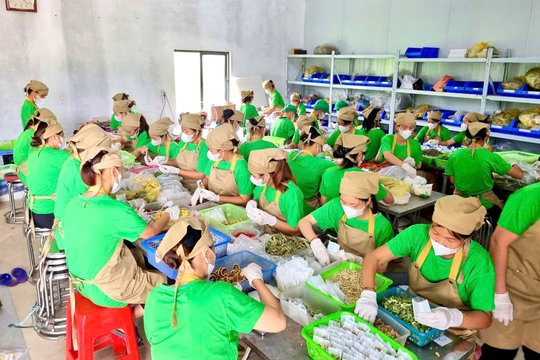 Sản phẩm OCOP sau tấm biển 3 sao, 4 sao...