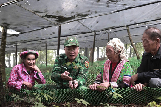 Phát triển sâm Lai Châu gắn với tạo sinh kế, giữ rừng vùng biên giới