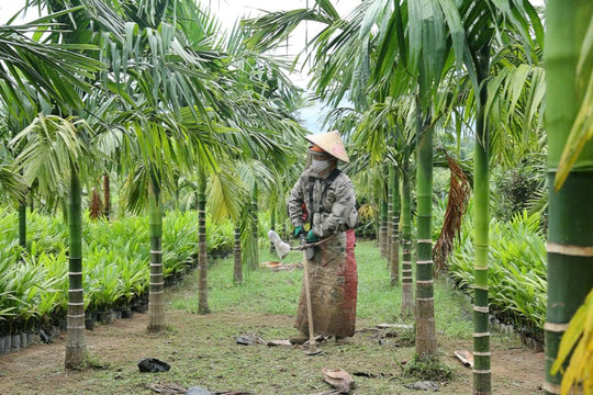 Người vùng cao Quảng Tân tự tìm con đường sinh kế