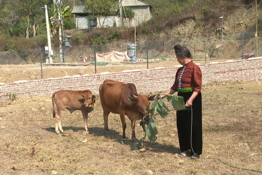 Rời vùng sạt lở, sinh kế có theo đến nơi ở mới?