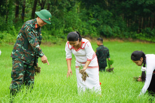 Đưa giống lúa ST25 đến với đồng bào vùng biên