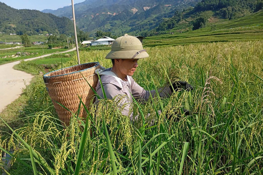 Không áp cơ học tỷ lệ 75%-25%: Giữ nguồn lực cho sinh kế