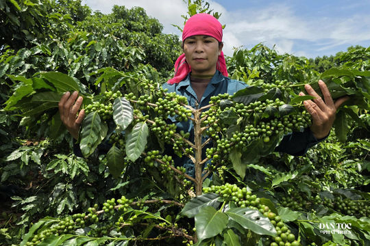 Cây sinh kế 100 năm bám rễ nơi vùng “đất lửa”