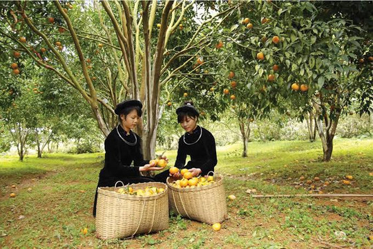 Dựng “lá chắn” sở hữu trí tuệ cho sản phẩm OCOP Cao Bằng