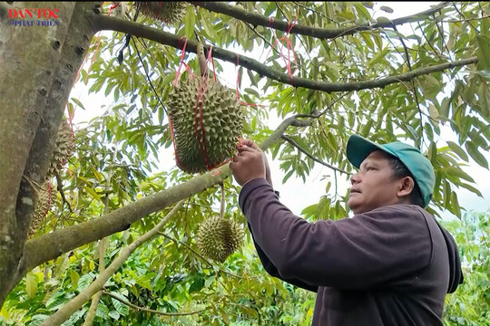 [Video] Những điển hình vươn lên làm giàu ở vùng cao Quảng Ngãi