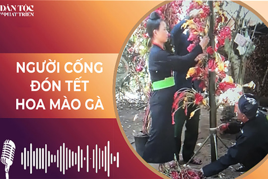 [Podcast] Người Cống đón Tết hoa mào gà