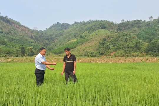 Đưa cây lúa nước lên vùng núi đá vôi Thượng Trạch