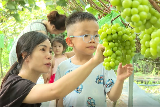 [Video] Trải nghiệm vườn nho hữu cơ đầu tiên của người Tày ở Lục Hồn