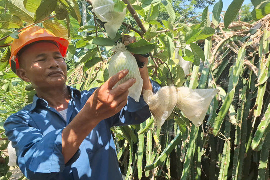 Người nông dân biến đồi hoang thành vườn kiểu mẫu, thu hơn 1 tỷ đồng mỗi năm