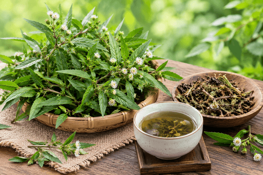 Nhọ nồi - Vị thuốc trong vườn nhà