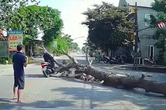 Thanh Hóa: Một người tử vong do bị cây đổ trúng