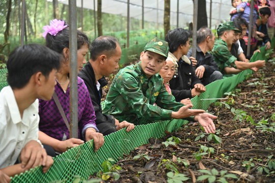 Khi cây sâm quý bén rễ nơi bản nghèo vùng biên