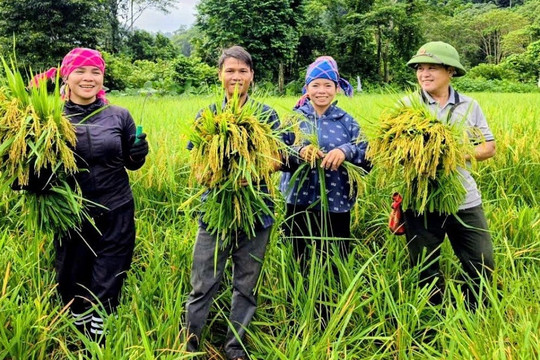 Sau 20 năm, người Bru Vân Kiều bản Đoòng vỡ òa khi tự tay thu hoạch lúa