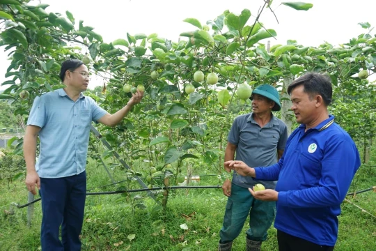 Quảng Ninh: Vốn mở lối cho nông dân miền núi đổi cách làm