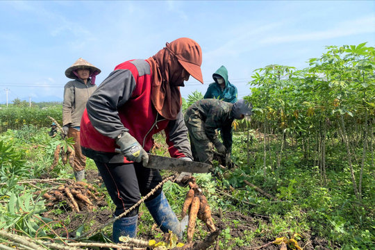 Thu hoạch sắn “chạy” nước lên