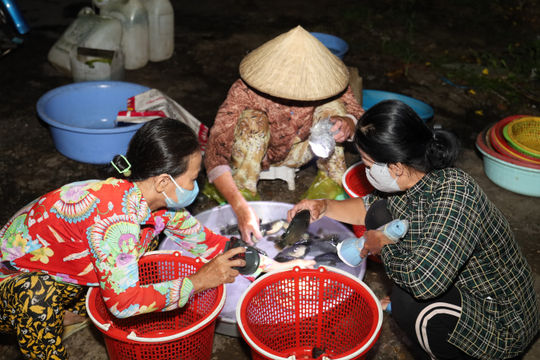3 giờ sáng ở chợ cá “âm phủ” nổi tiếng miền Tây