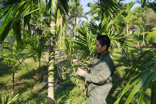 Trồng cau ngoại, thu nhập tiền tỷ