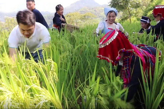 [Video] Trải nghiệm thu hoạch cá chép trên ruộng bậc thang ở Tuyên Quang