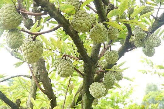 Trồng na 2 vụ, người phụ nữ Tày thu hàng trăm triệu đồng mỗi năm