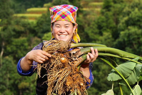 Luộc khoai giữa ruộng bậc thang, người dân thụ hưởng thành quả từ mô hình điểm