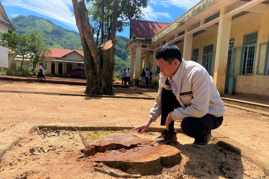 Hàng loạt cây xanh tại trường học ở Quảng Ngãi bị “triệt hạ”