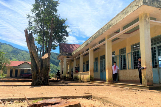 Vụ "triệt hạ" cây xanh tại trường học: UBND xã Đăk Sao yêu cầu đưa gỗ về hiện trường