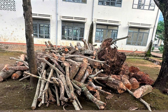 Vụ "triệt hạ" cây xanh tại trường học: Đưa gỗ về hiện trường trong đêm