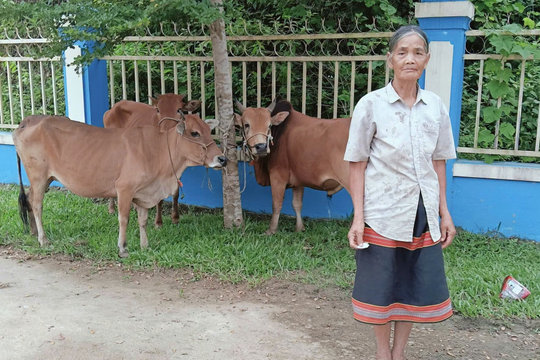 24 hộ đồng bào DTTS x ã La Dêê được hỗ trợ bò giống
