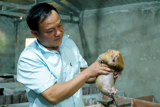 Bán nhà sàn, người đàn ông Thái "đánh cược" 500 triệu vào dúi, cầy hương