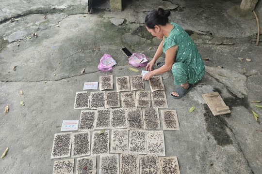 Ruồi nhặng bủa vây, người dân thôn Quảng Trường khốn đốn