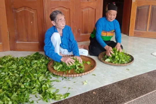 Loại chè mang tên 'khách quý đến' của người Thái tìm đường ra thị trường