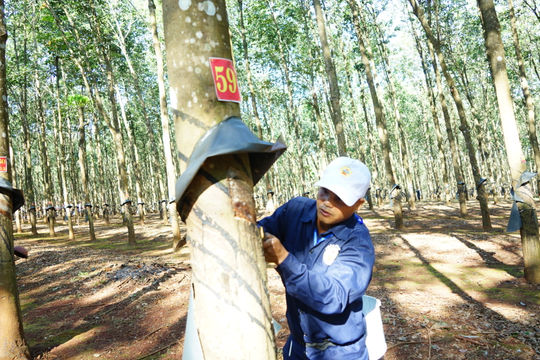 Vinh danh "Bàn tay vàng" khai thác mủ cao su vùng biên giới